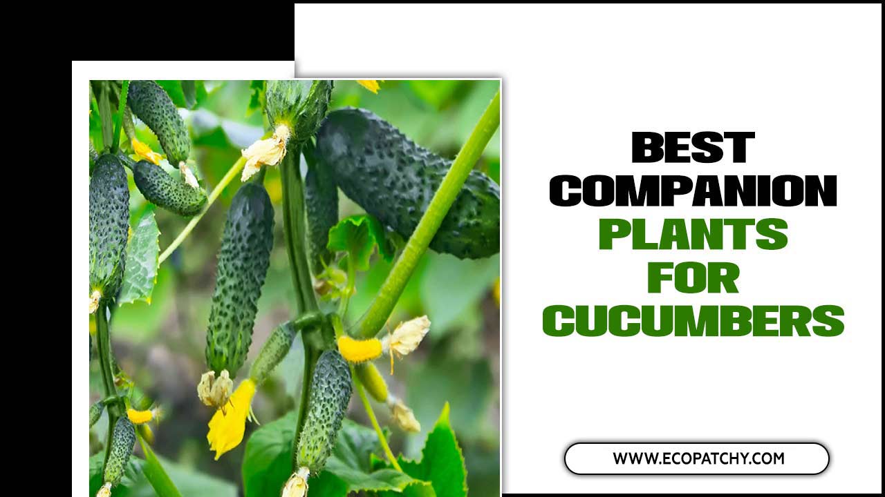 Companion Plants For Cucumbers