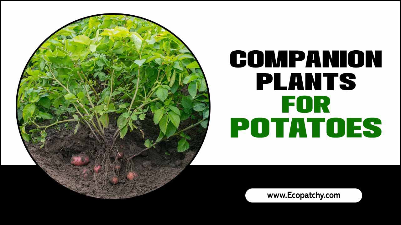 Companion Plants For Potatoes