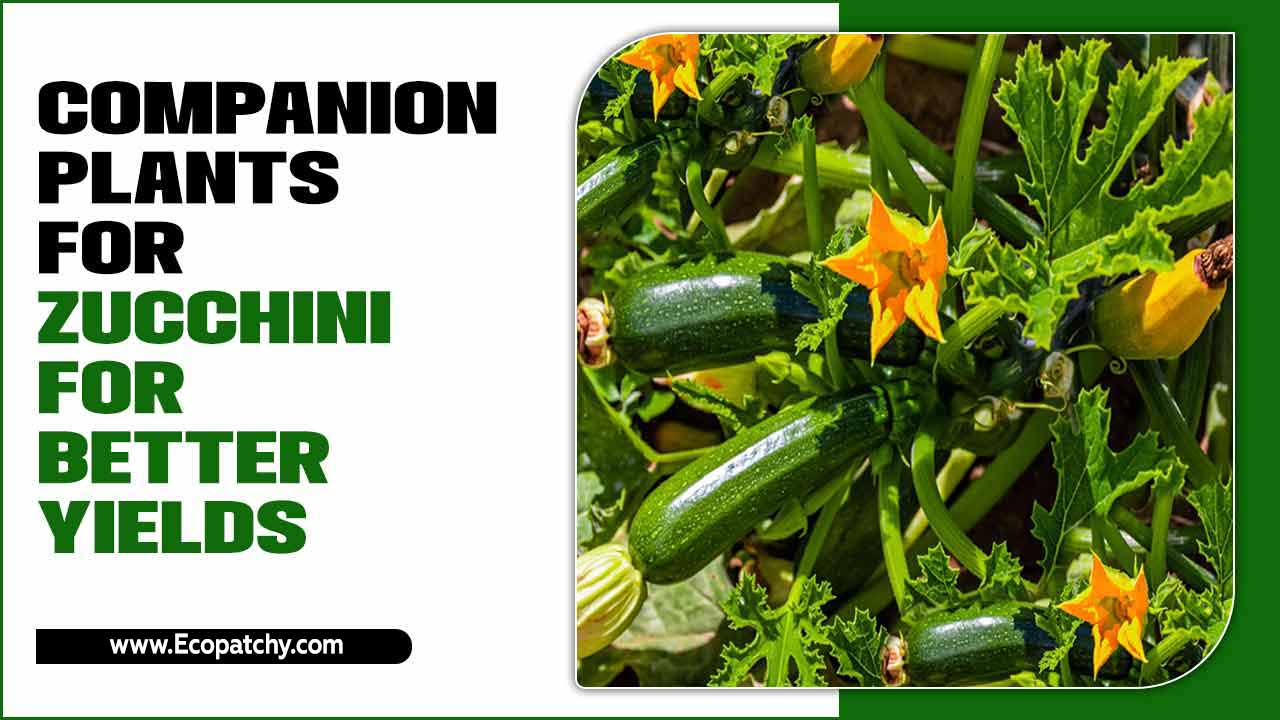 Companion Plants For Zucchini For Better Yields