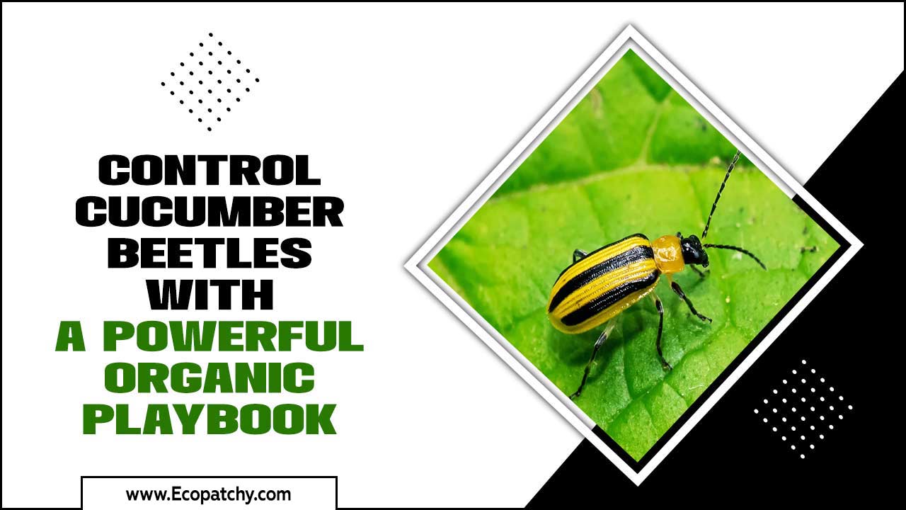 Control Cucumber Beetles With A Powerful Organic Playbook