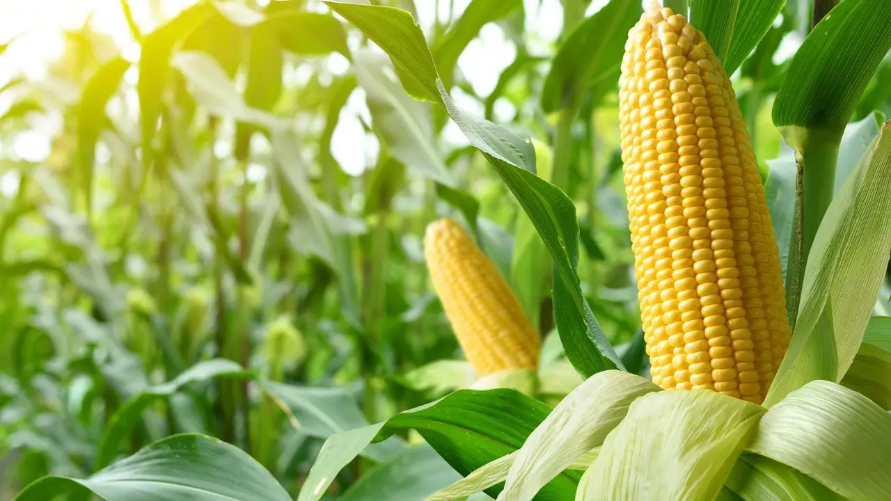 Corn - Improve Soil Structure
