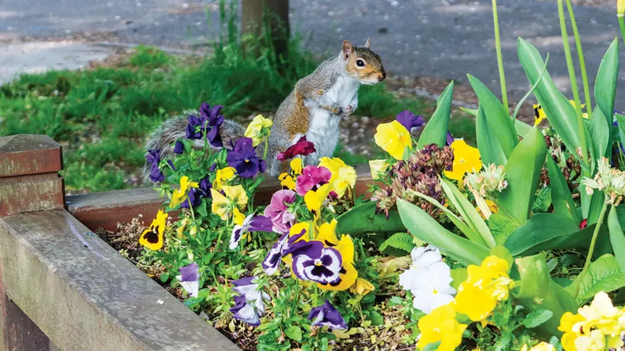 Creating Alternative Food Sources Distracting Squirrels From Garden Beds