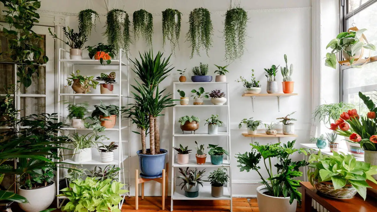 Creating Beautiful Indoor Plant Displays