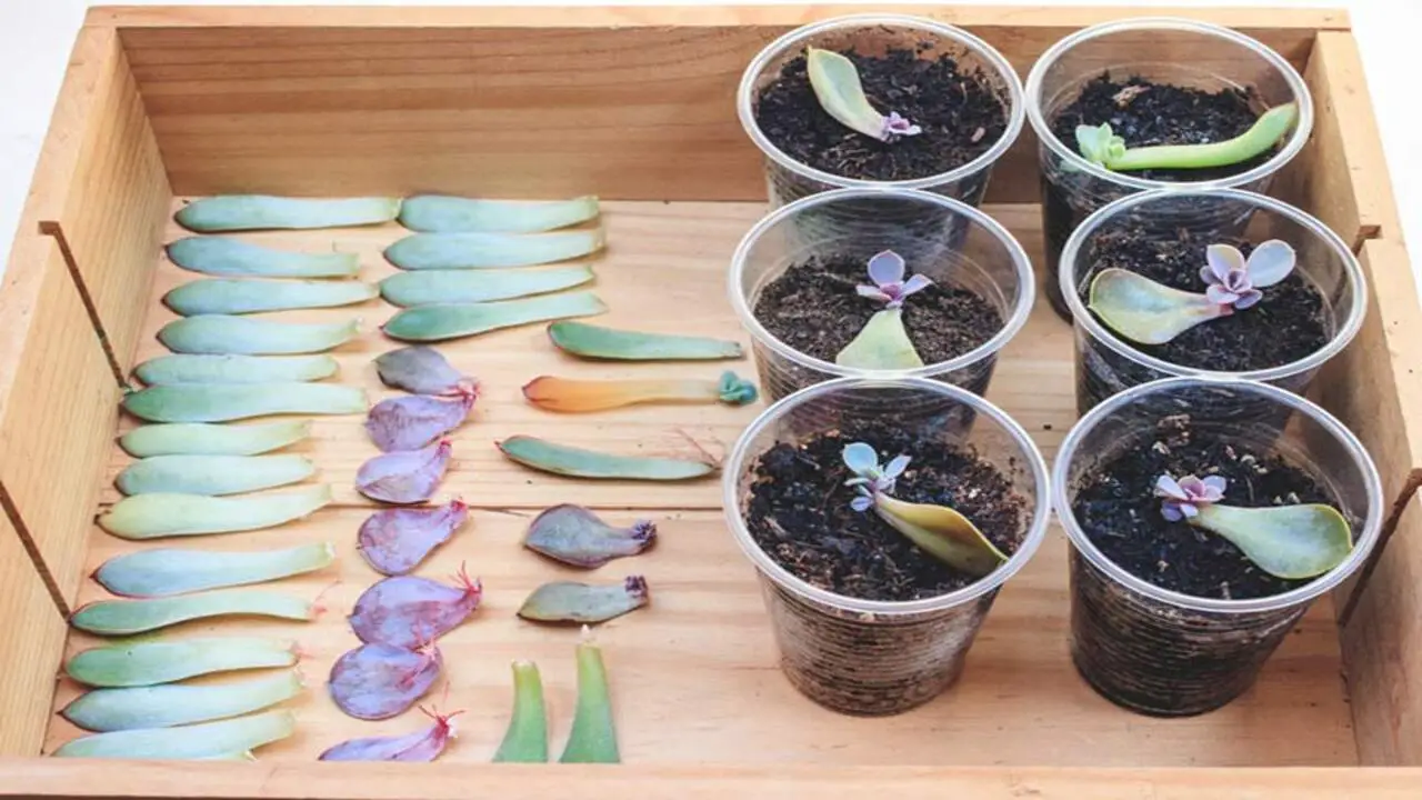 Creating The Ideal Growing Environment For Succulent Propagation