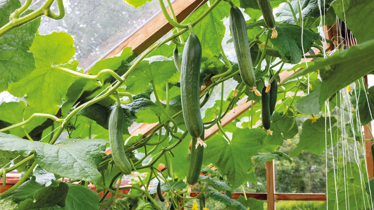 Cucumbers - Adding Nutrients And Shade