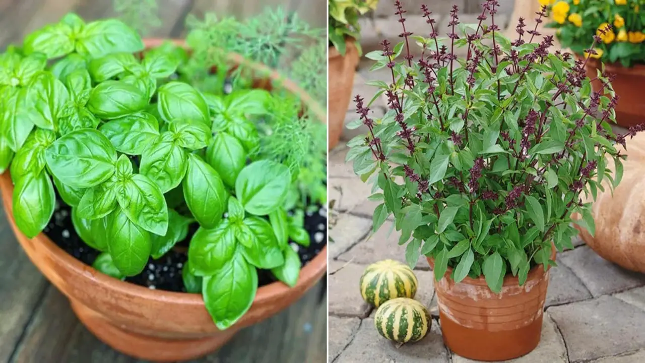 Culinary Uses Of Different Basil Varieties