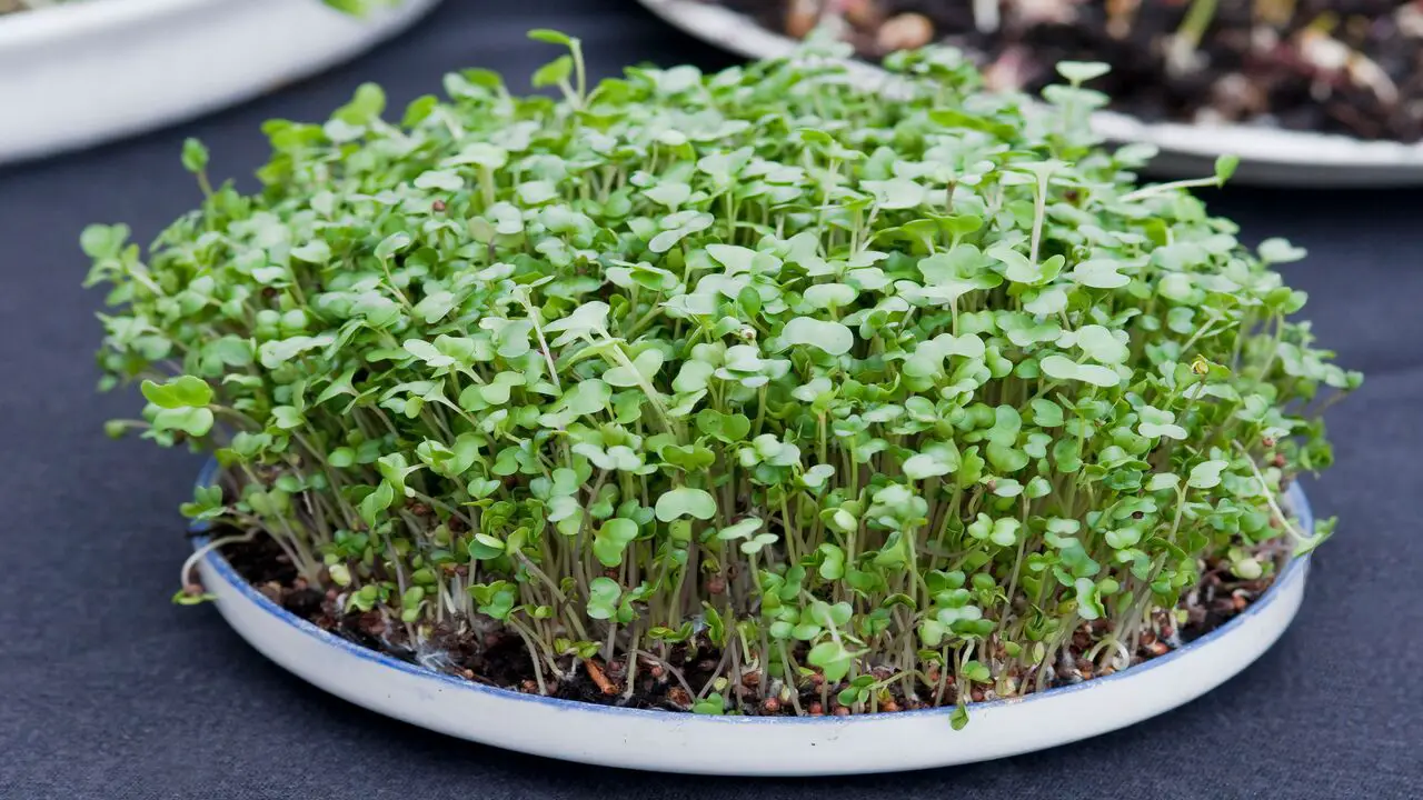 Decide What Types Of Microgreens To Grow