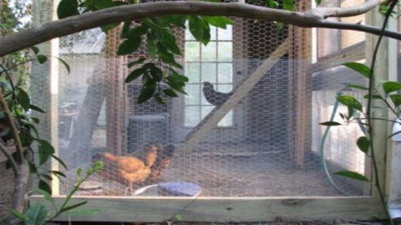 Designing The Ideal Greenhouse For Chickens