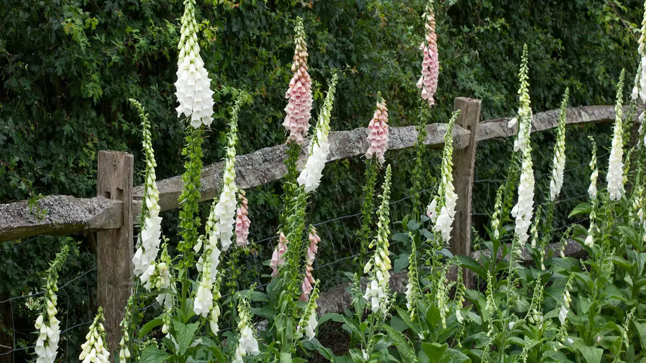 Determining The Ideal Time And Place To Plant Foxgloves