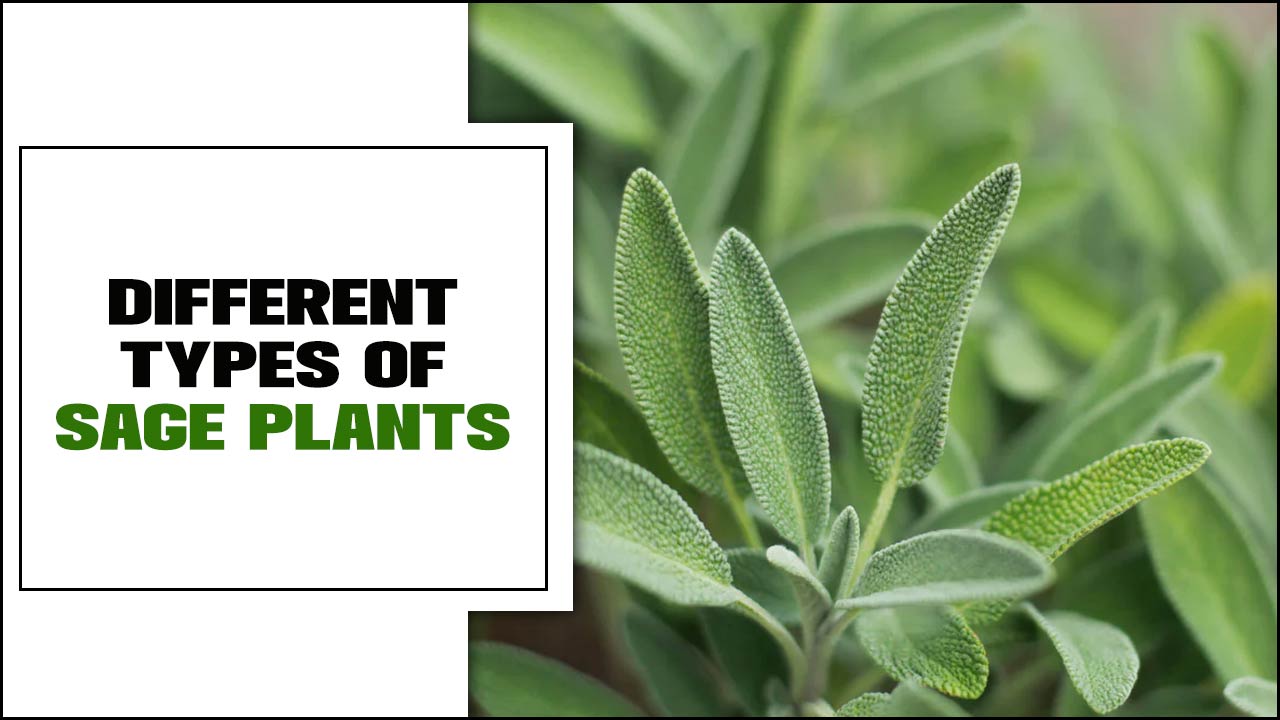 Different Types Of Sage Plants