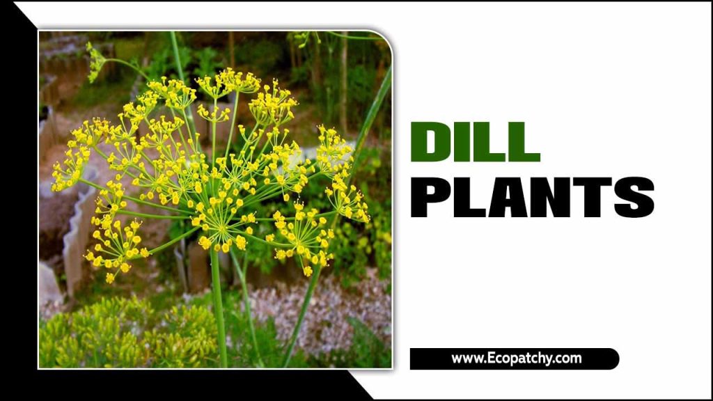 Dill Plants - Herb Gardening Blis