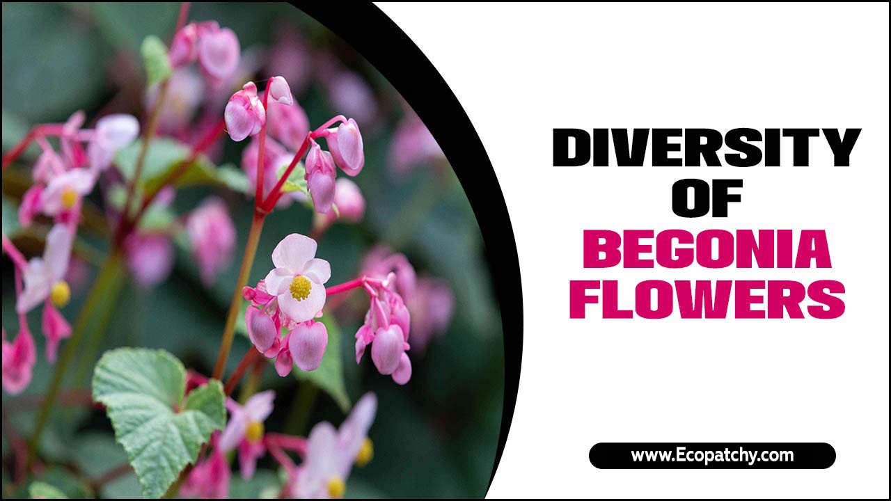 Diversity Of Begonia Flowers