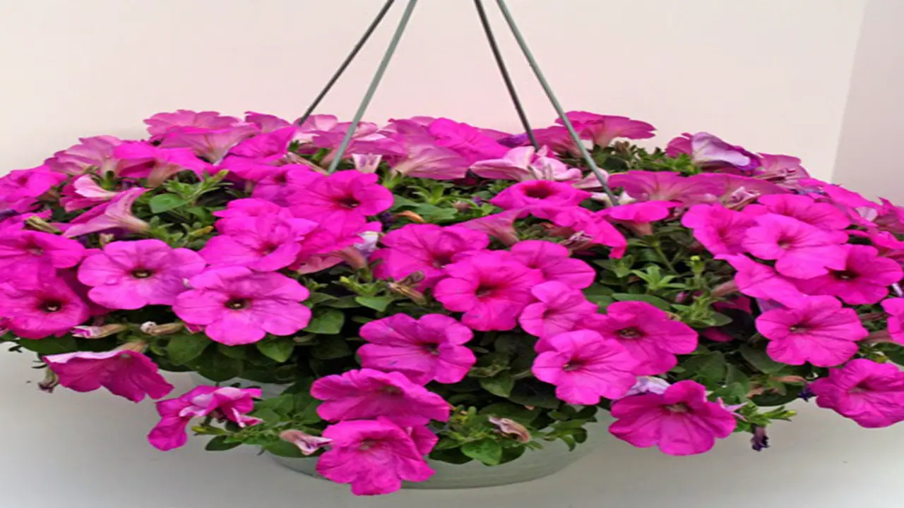 Divide Petunias Every Two Years