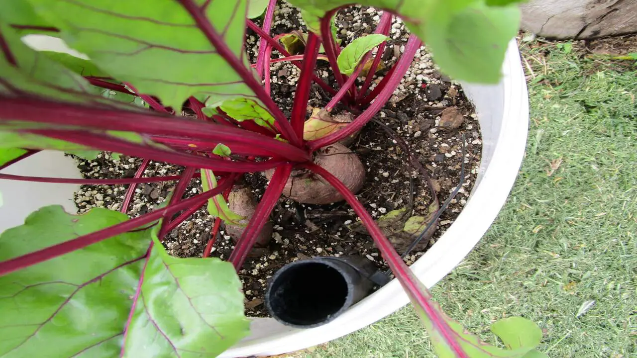 Do Beets Grow Well In Containers