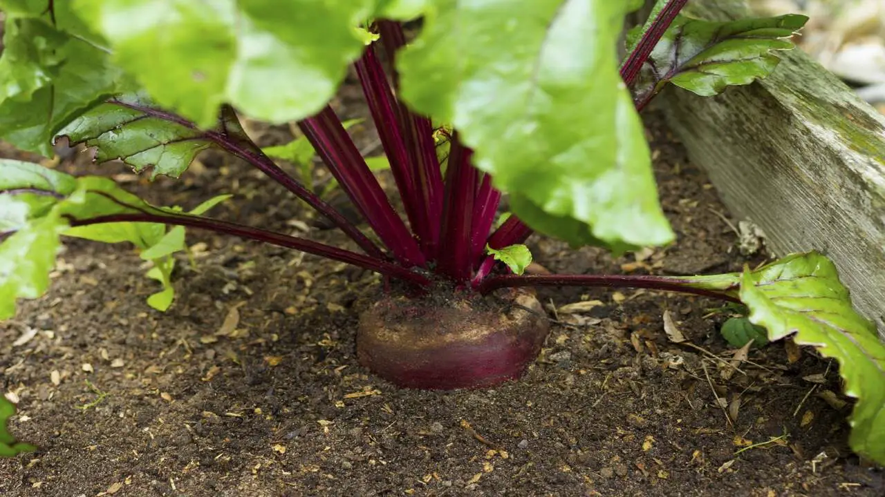 Do You Need To Fertilize Beets Growing In Pots
