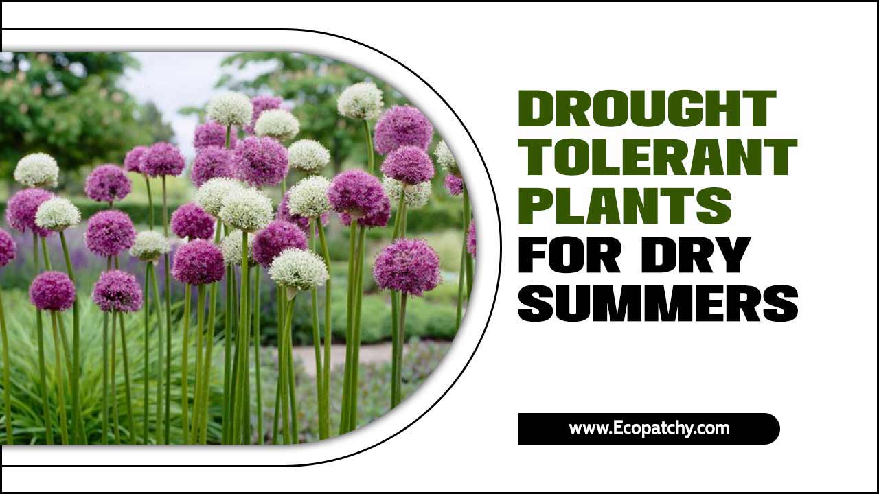 Drought Tolerant Plants For Dry Summers