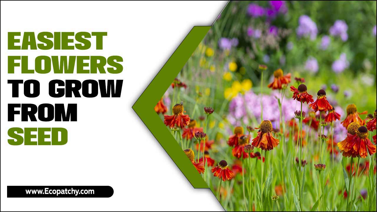 Easiest Flowers To Grow From Seed