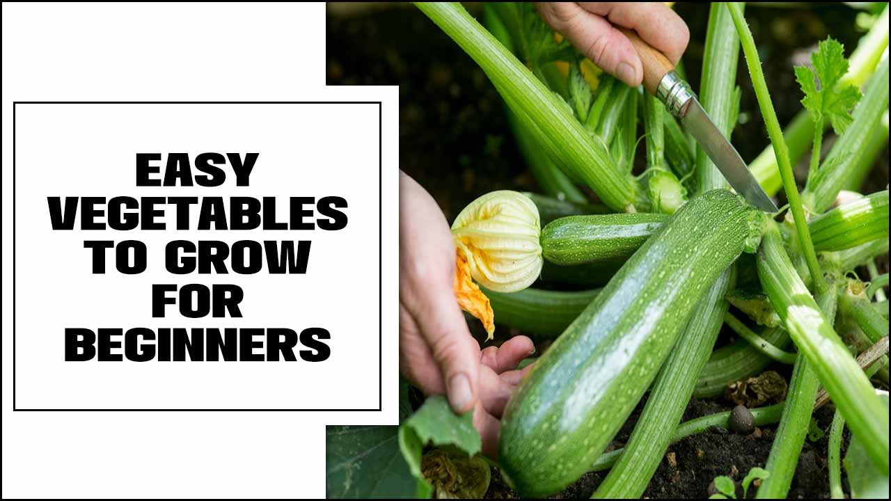 Easy Vegetables To Grow For Beginners