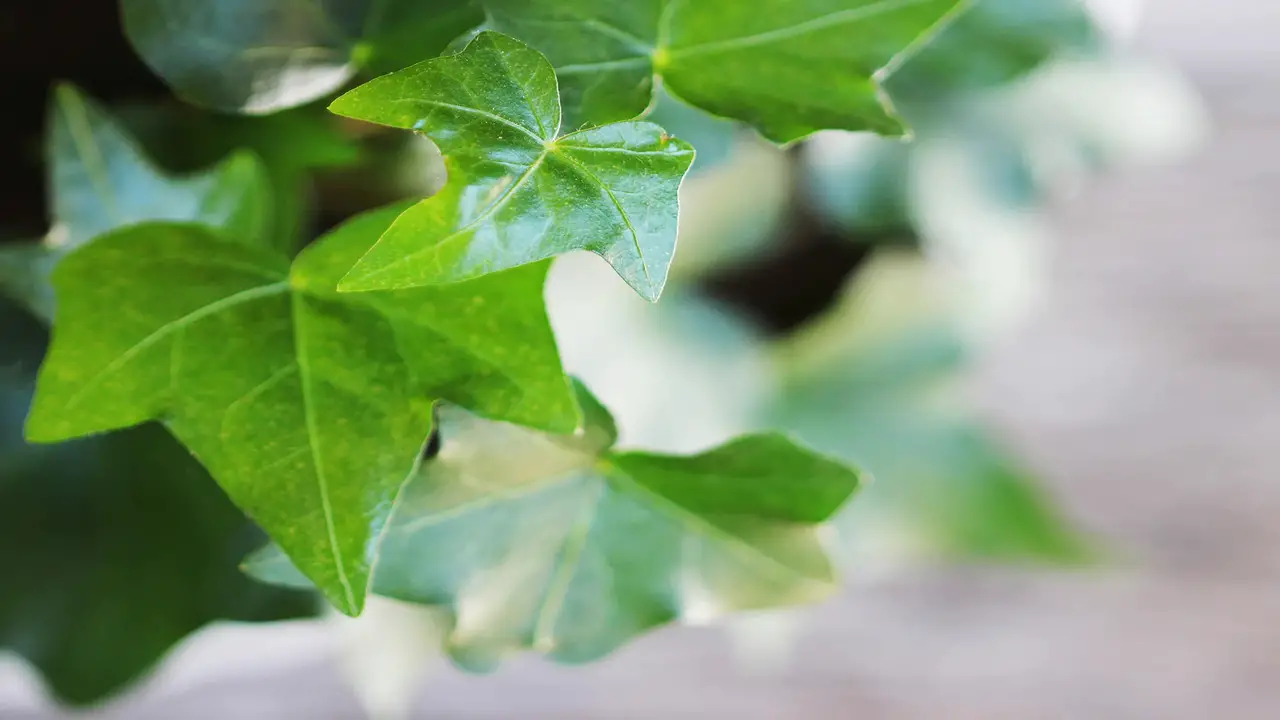 English Ivy - The Formaldehyde Absorber