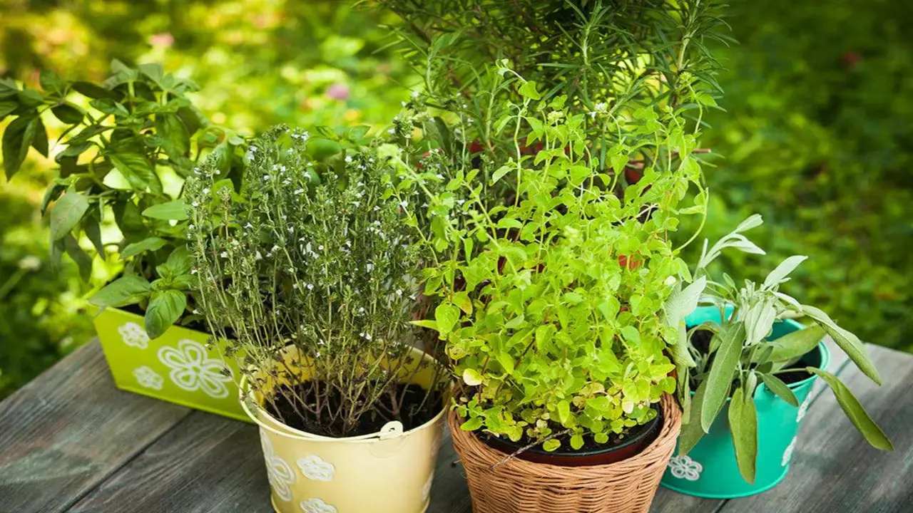 Enjoy Growing Perennial Herbs That Come Back Every Year
