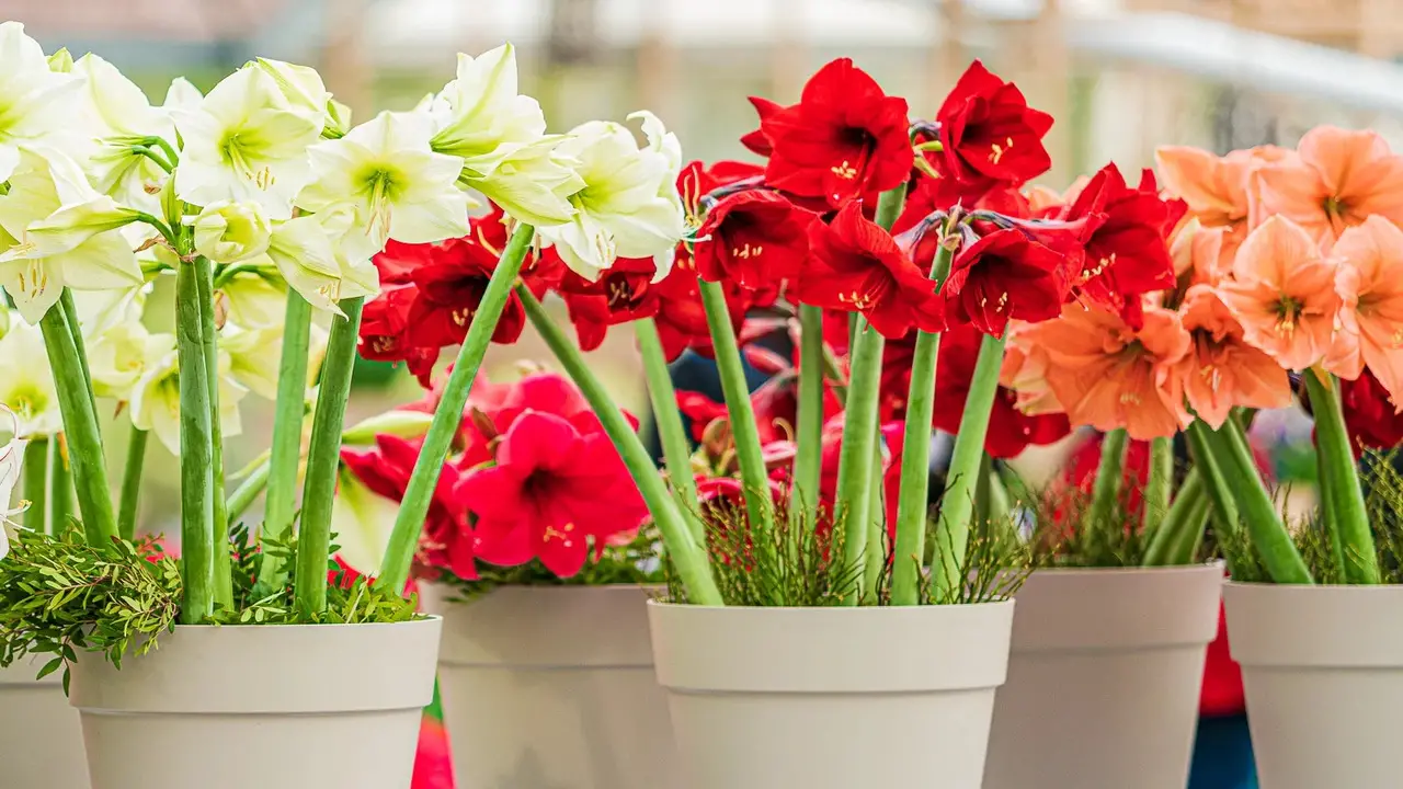 Essential 7 Care Tips For Growing And Caring For Amaryllis Plants