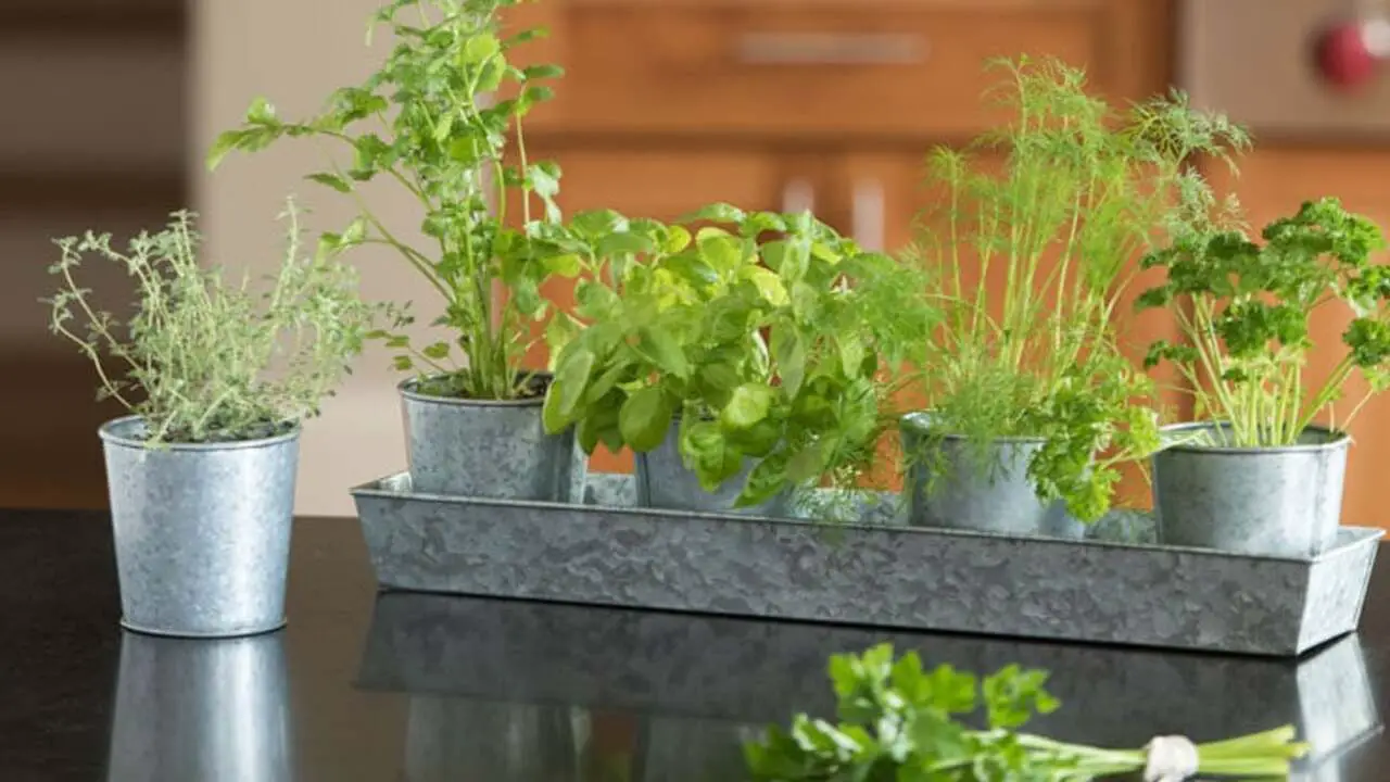 Essential Supplies For Growing Herbs Indoors