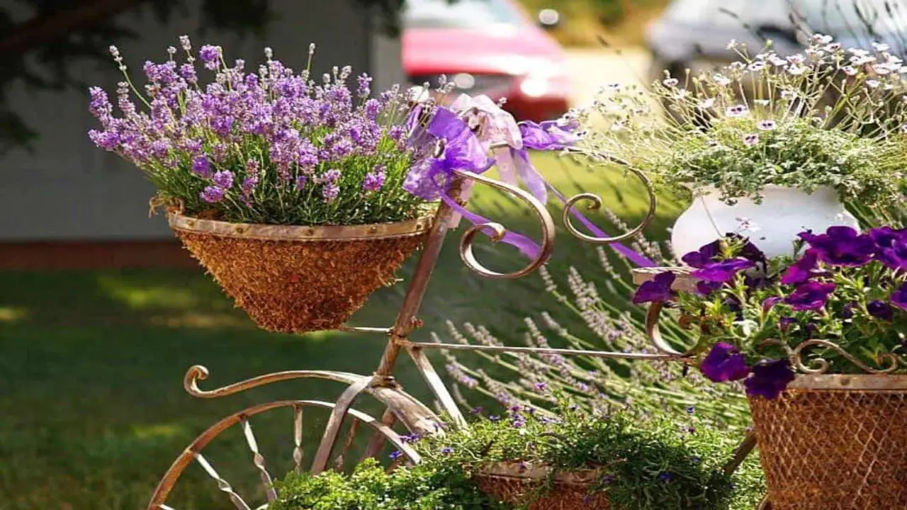 Essential Supplies For Growing Lavender In Pots