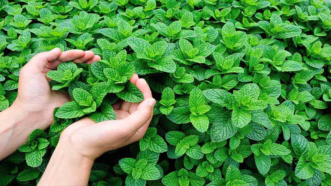 Essential Tips For Planting Mint Outdoors