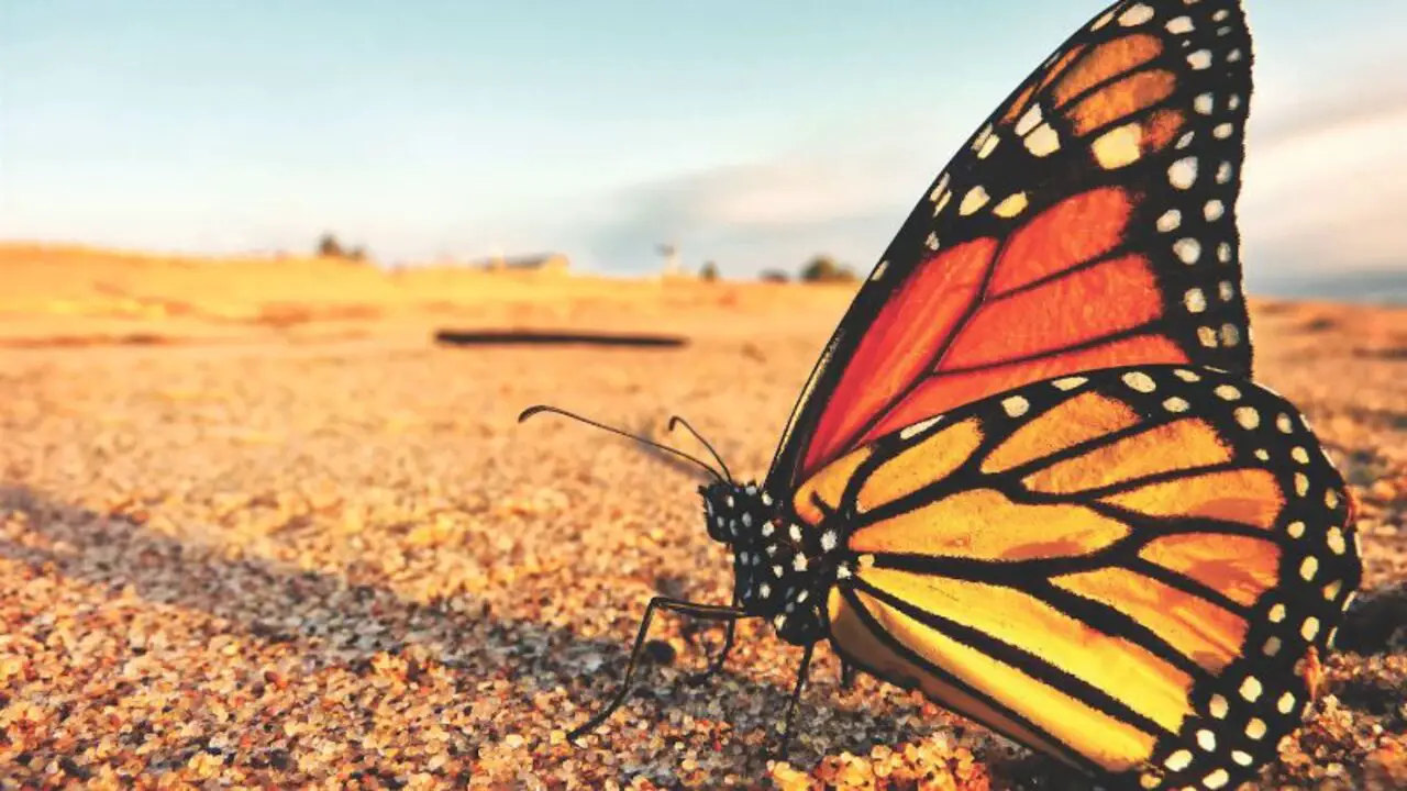 Establish A Butterfly Waystation