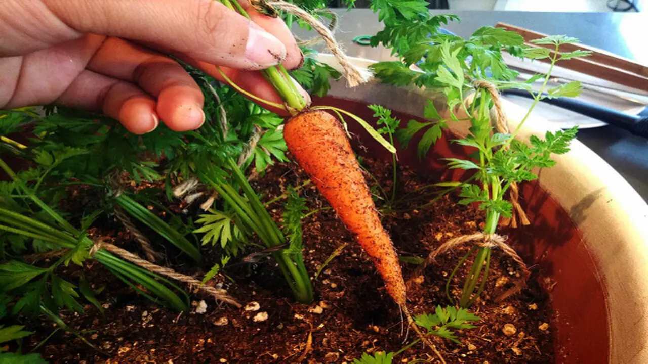 Evaluating Different Types Of Containers For Carrot Growth