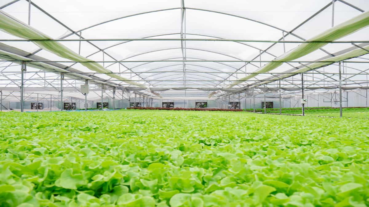 Evaluating Energy Efficiency In Greenhouse Operations