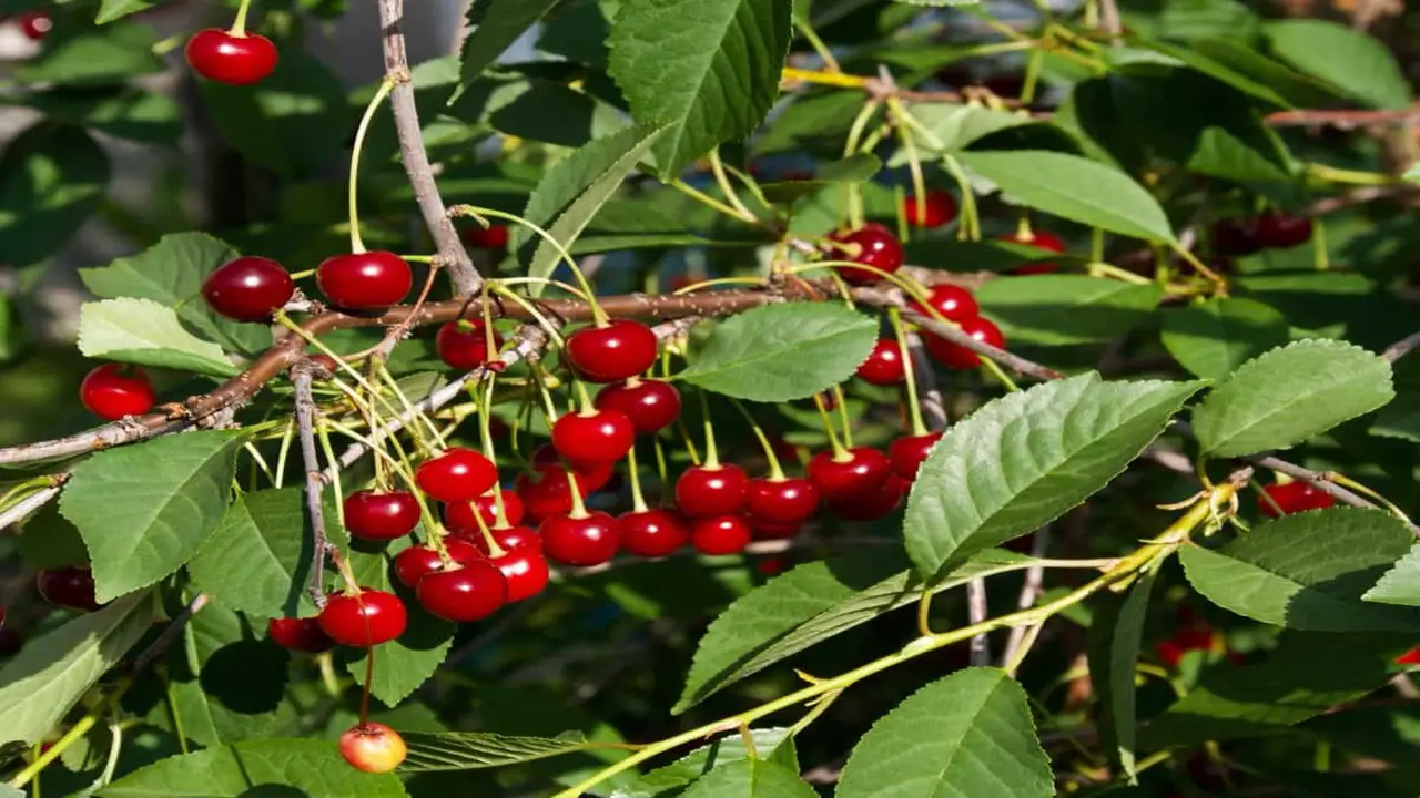 Exploring The Benefits Of Growing Cherry Trees In A Greenhouse