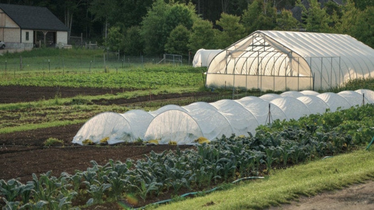 Extend Growing Seasons With Greenhouse Plants