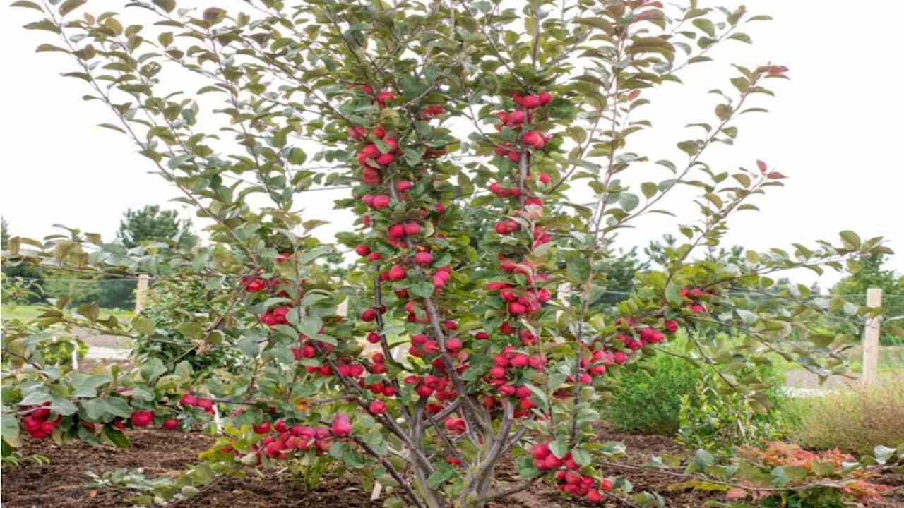  Factors To Consider When Choosing Apple Tree Varieties For Greenhouse Cultivation