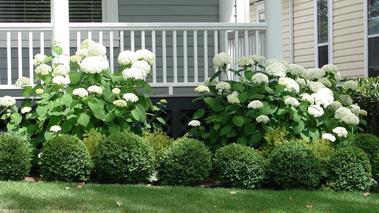 Factors To Consider When Choosing Flowering Bushes For Front-Of-House Landscaping
