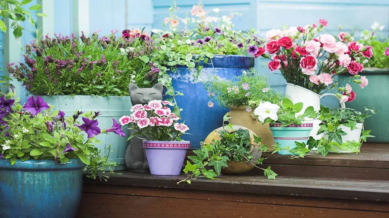 Factors To Consider When Choosing Flowers For Pots And Containers