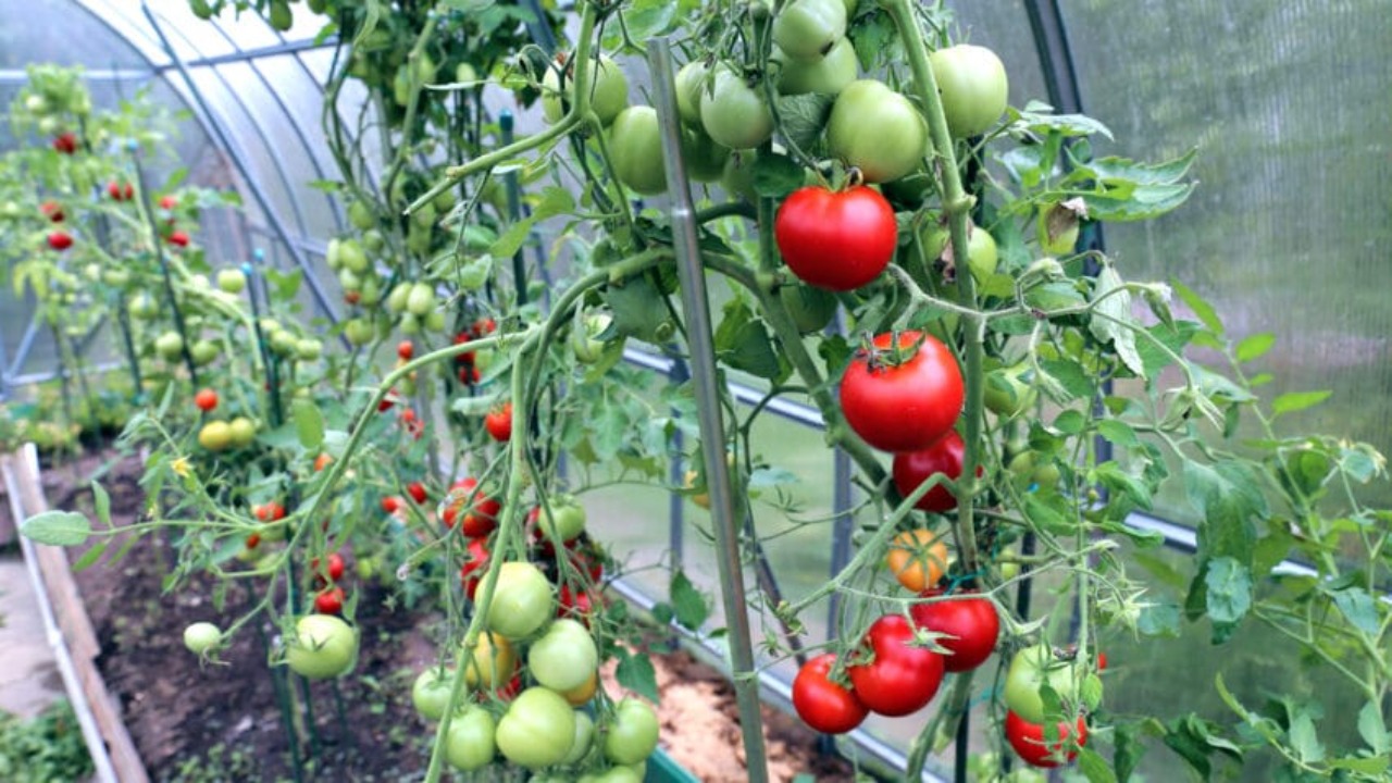 Factors To Consider When Choosing Tomato Varieties For A Greenhouse