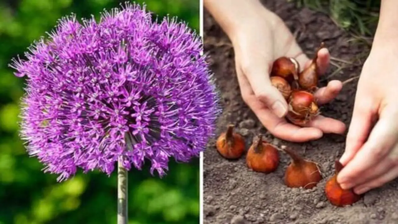 Factors To Consider When Planting Allium Bulbs Late