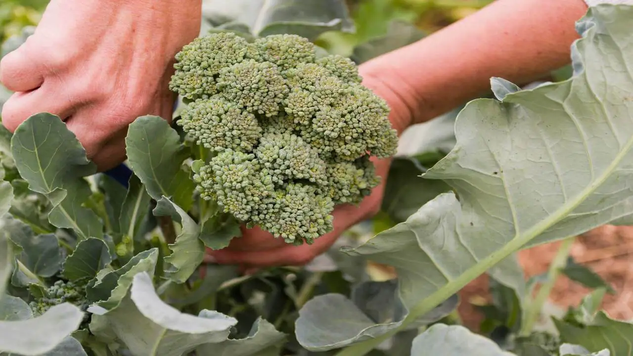 Factors To Consider When Selecting A Broccoli Container