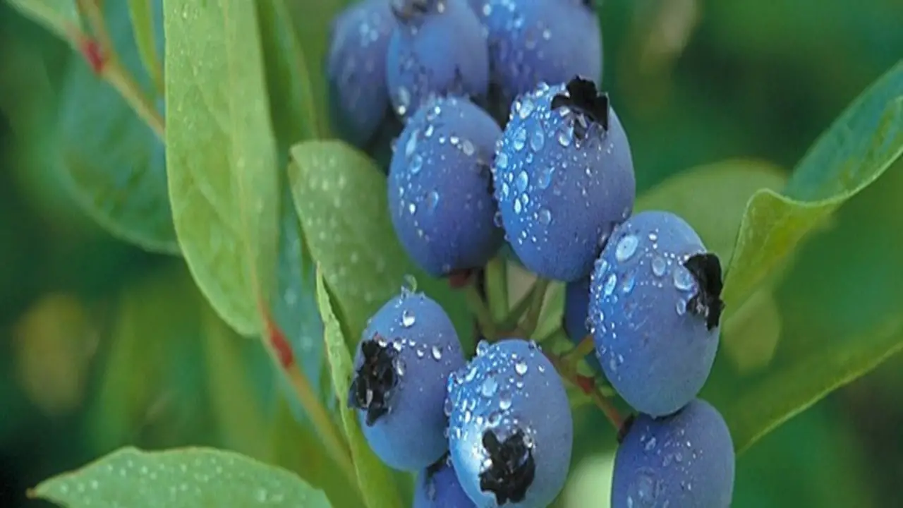 Factors To Consider When Selecting Blueberry Varieties
