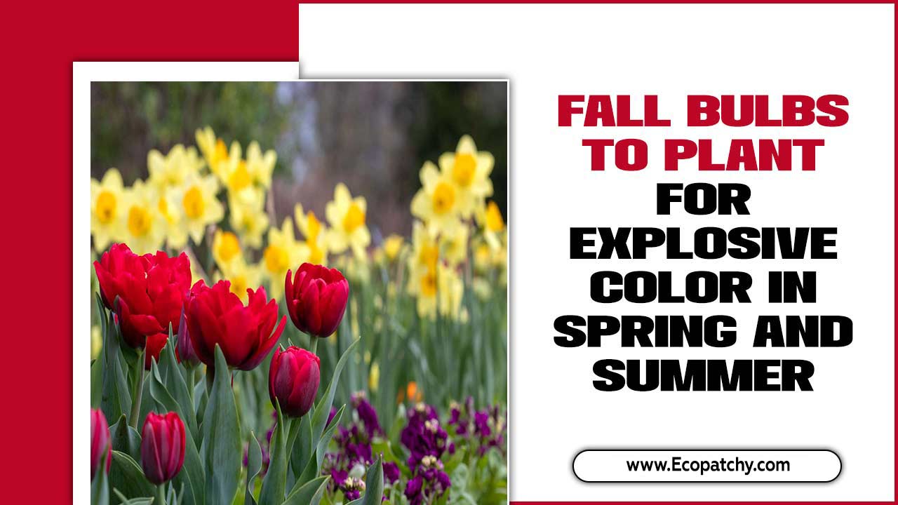 Fall Bulbs To Plant For Explosive Color In Spring And Summer