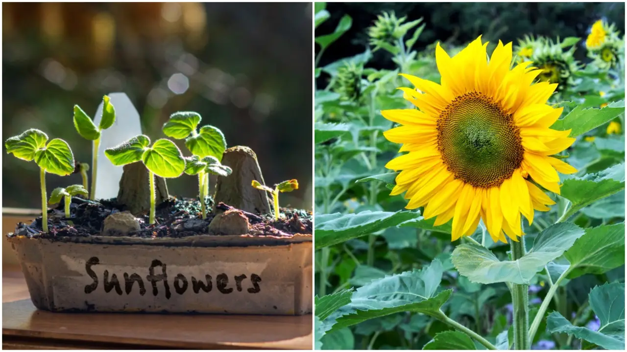 Fall Planting - Alternative Options For Those Looking To Plant Sunflowers Later In The Year