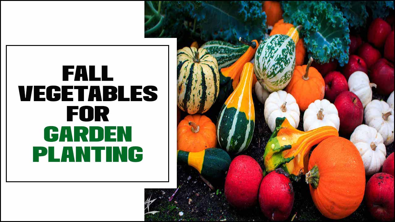 Fall Vegetables For Garden Planting
