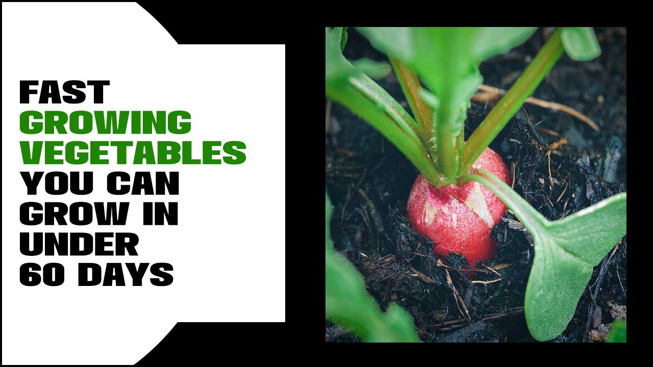 Fast Growing Vegetables You Can Grow In Under 60 Days