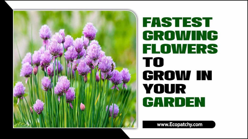 Top Fastest Growing Flowers To Grow In Your Garden Instant blooms await