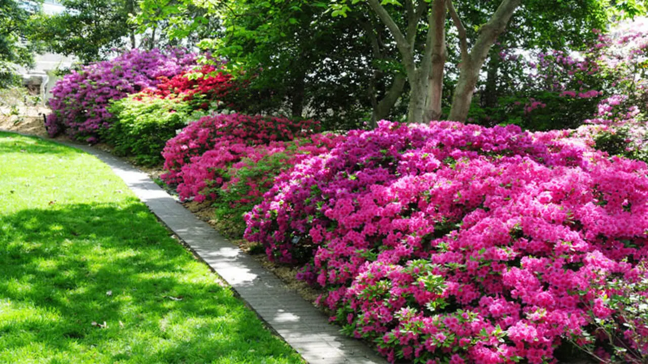 Feed And Water Azaleas After Pruning