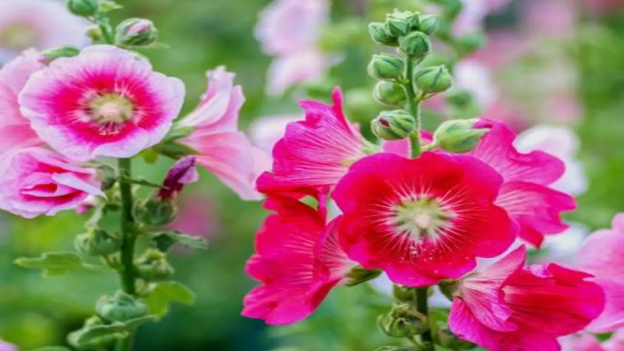Fertilize And Water Hollyhocks Regularly