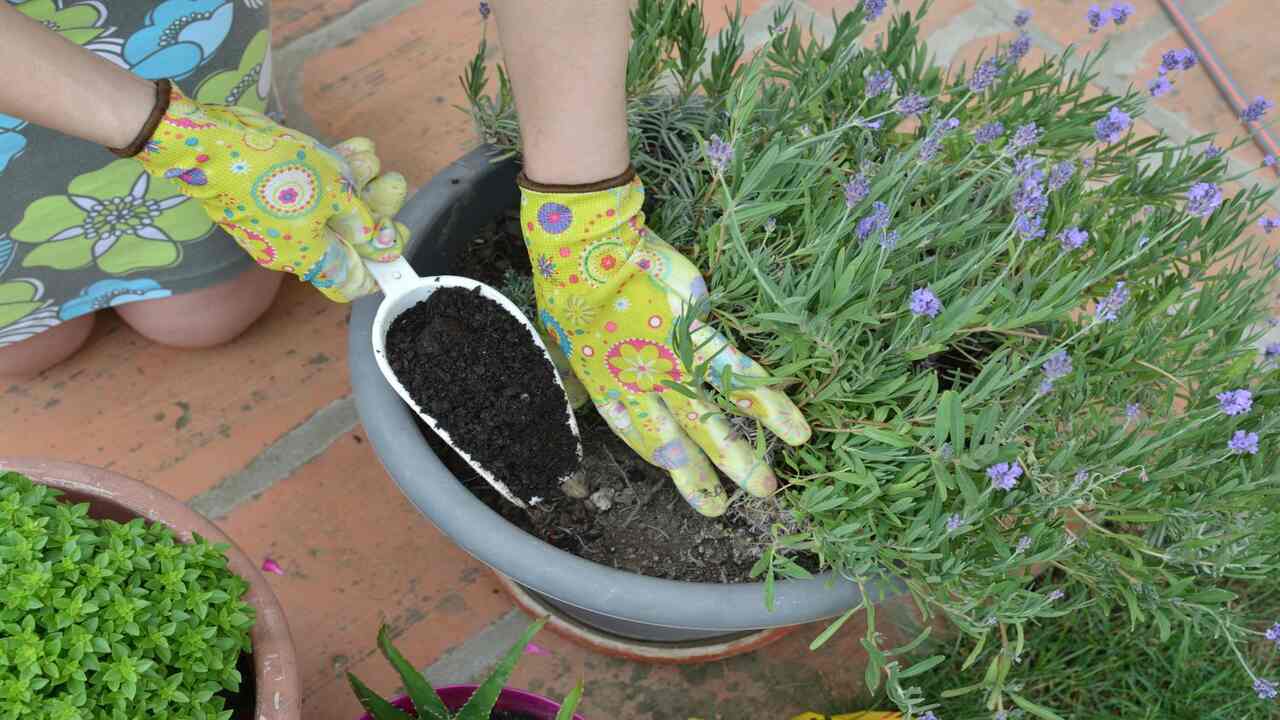 Fertilizing Your Potted Lavender