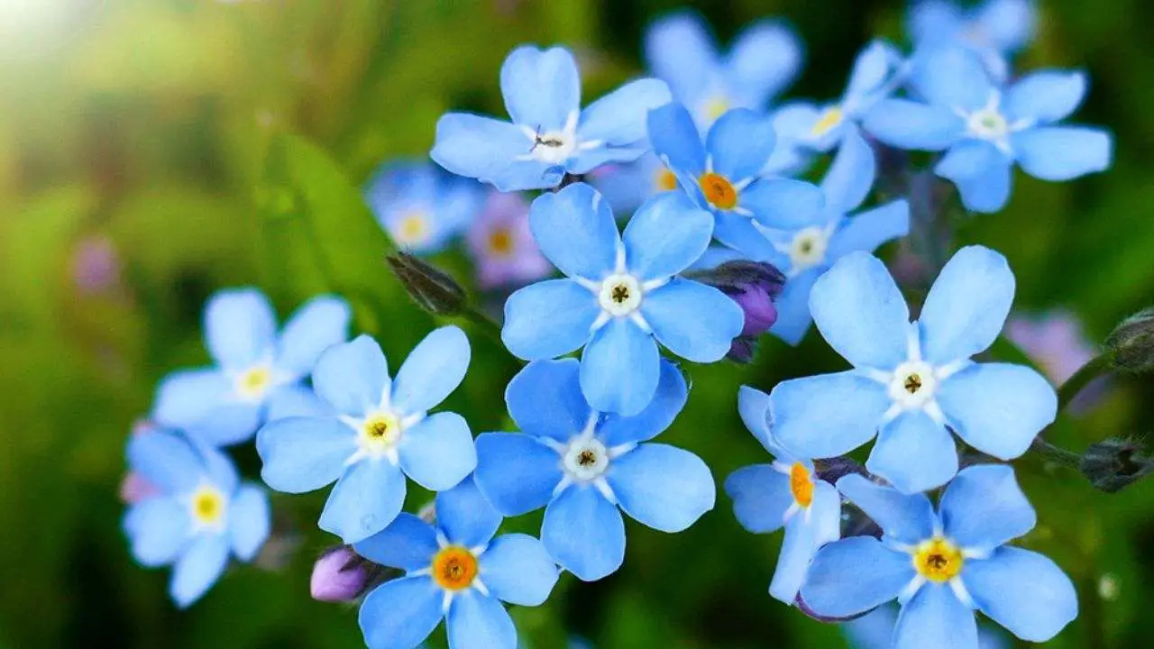 Forget-Me-Not Small But Mighty