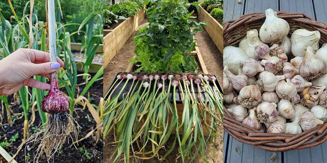 Garlic Varieties Suitable For Pot Cultivation